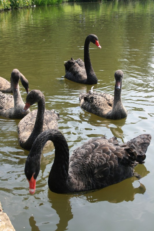 cisnes negros 2