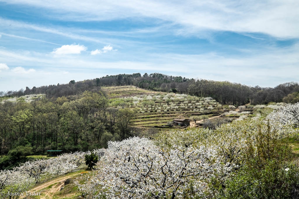 CAMPOS DE CEREZOS