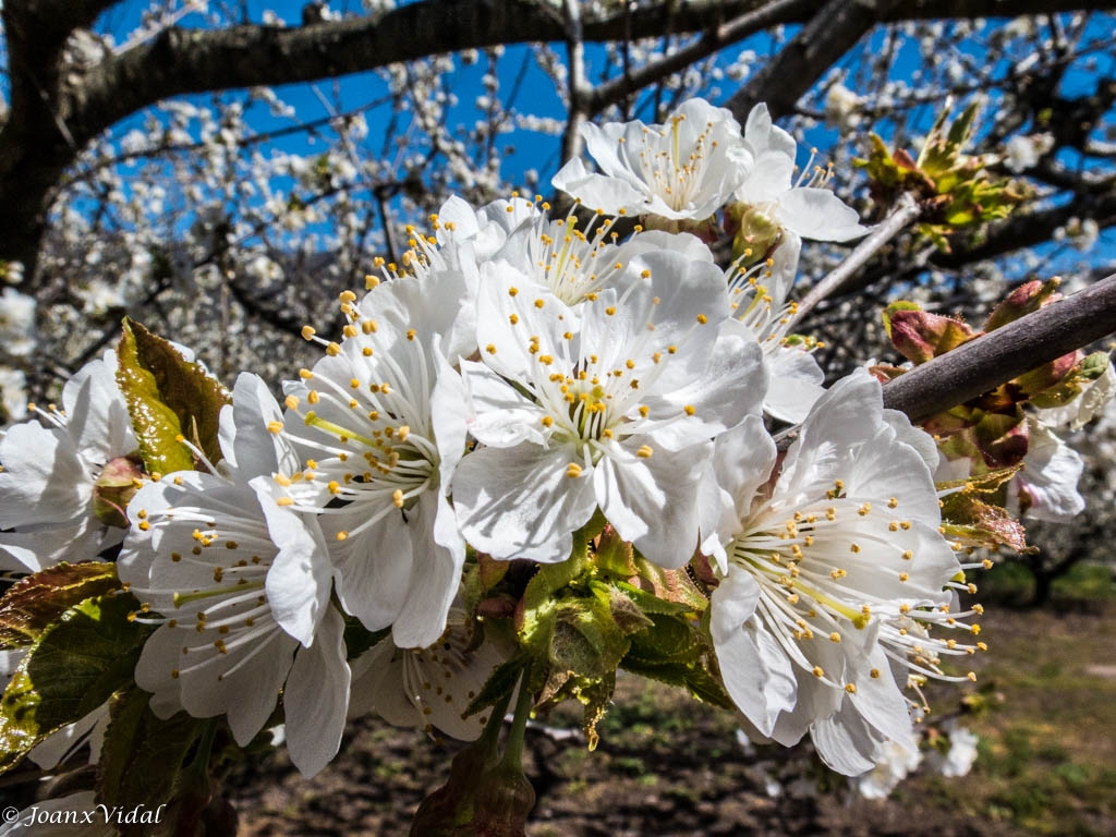 FLOR DEL CEREZO