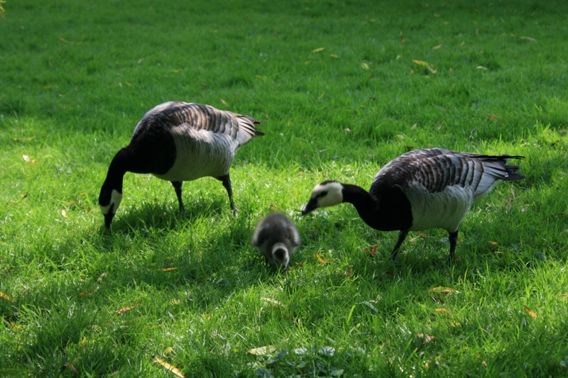 familia de patos