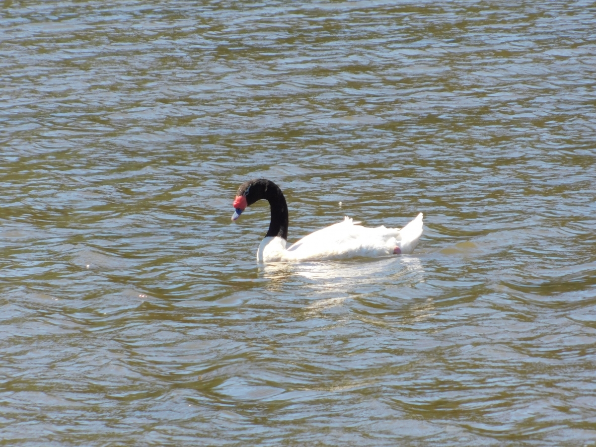 Un cisne de cuello negro