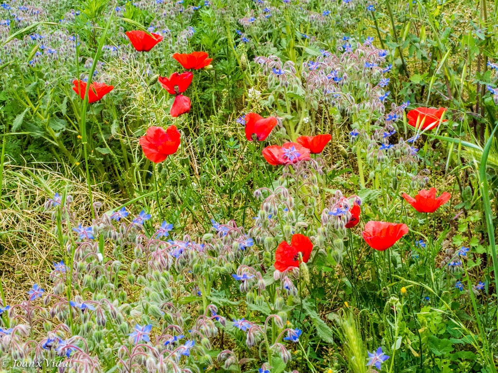 LES ROSELLES VAN TENYINT ELS CAMPS