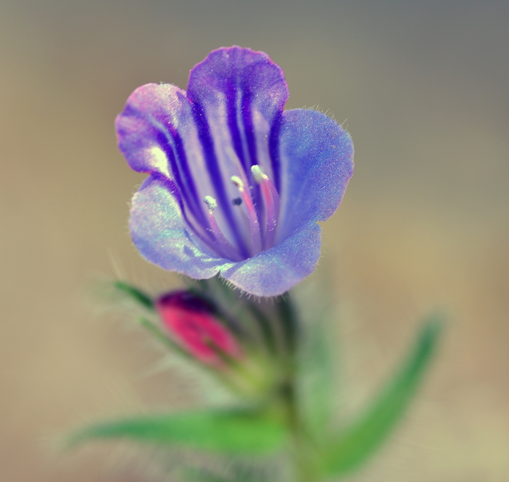 Flor silvestre 2