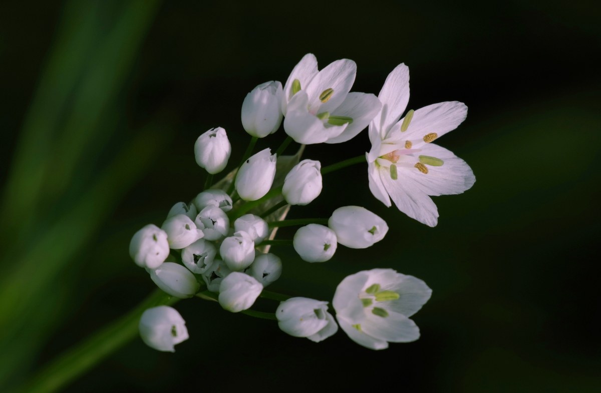 Ajo Blanco (Allium neapolitanum)