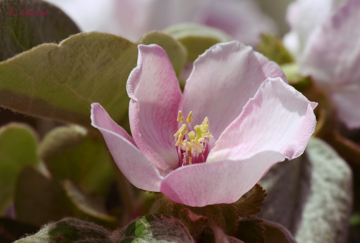 Flor del Membrillo