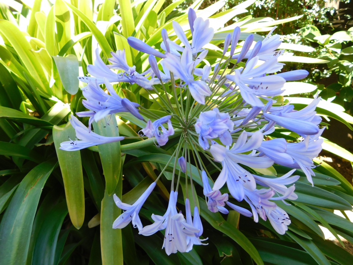 Del jardn salio esta flor