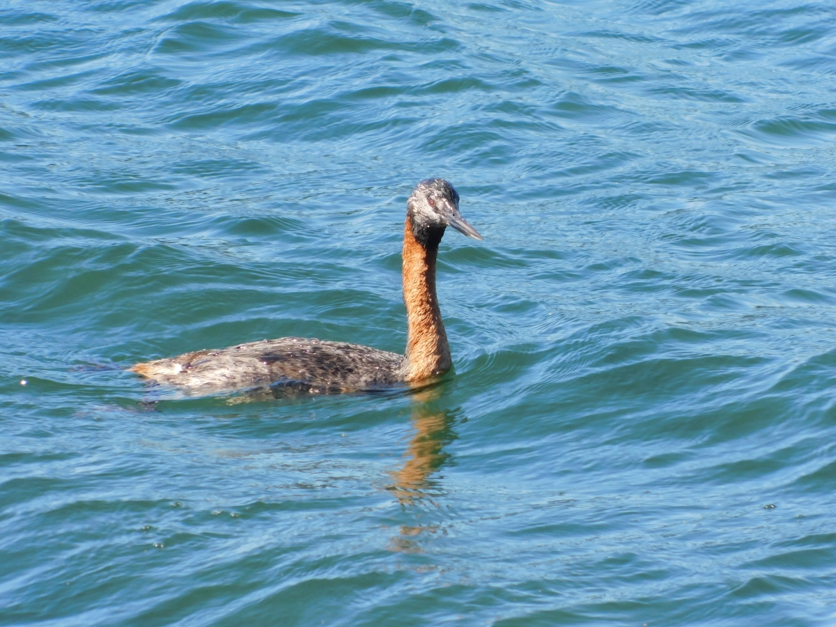 Un tipo de pato