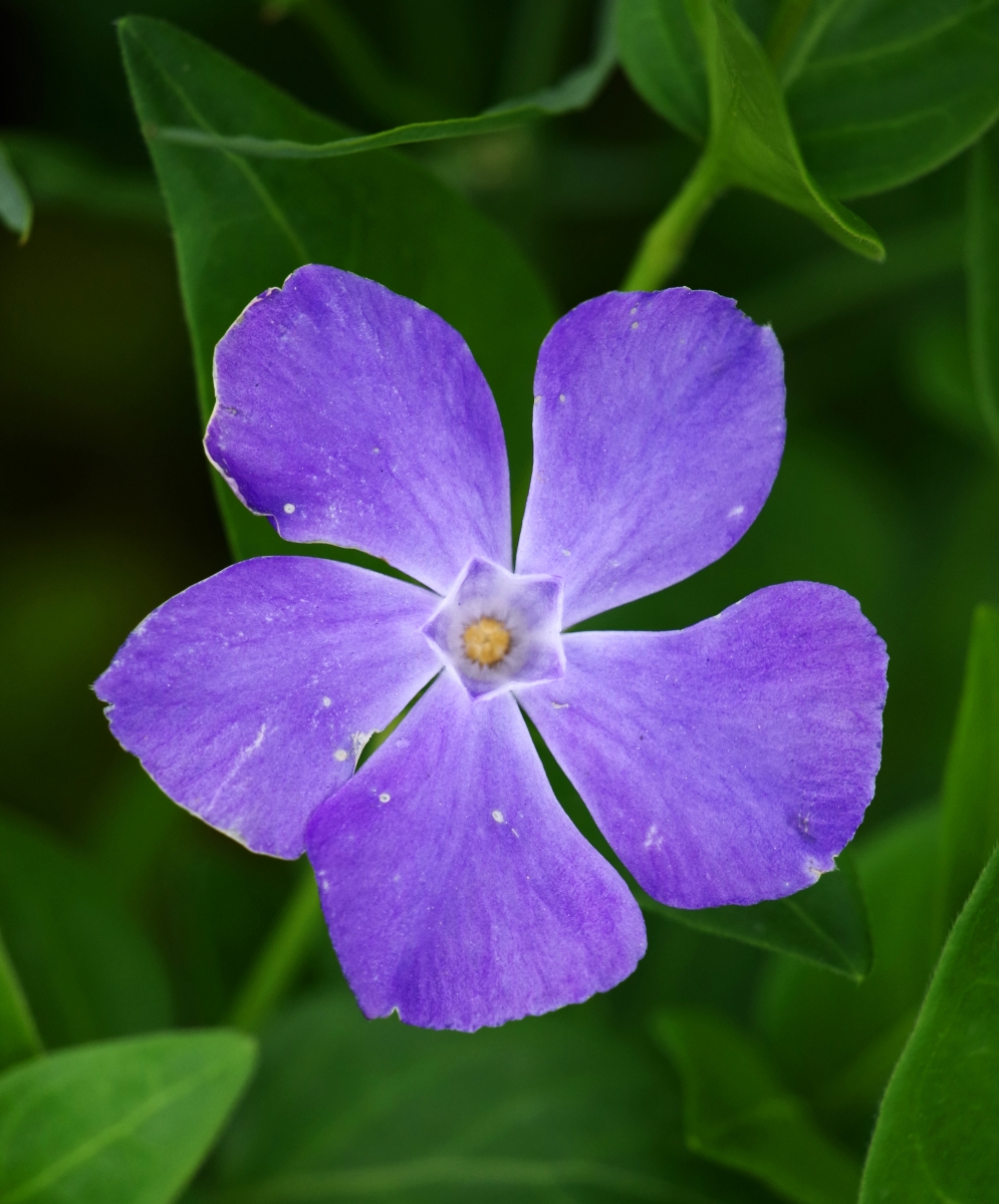 Hierba doncella (Vinca major)