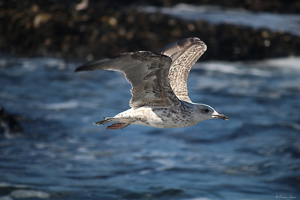 Vuelo bajo