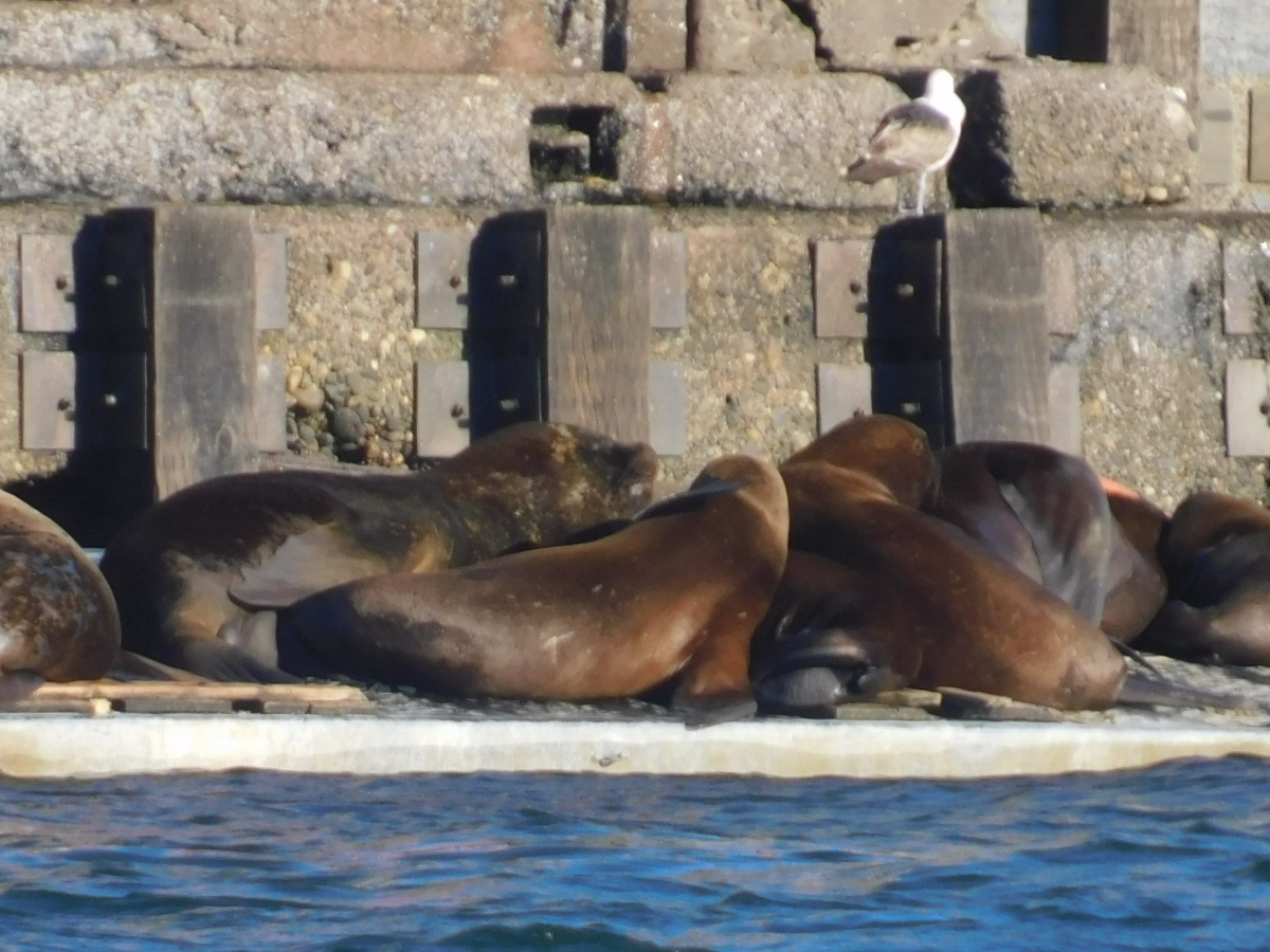 Gaviota velando el sueo de los lobos