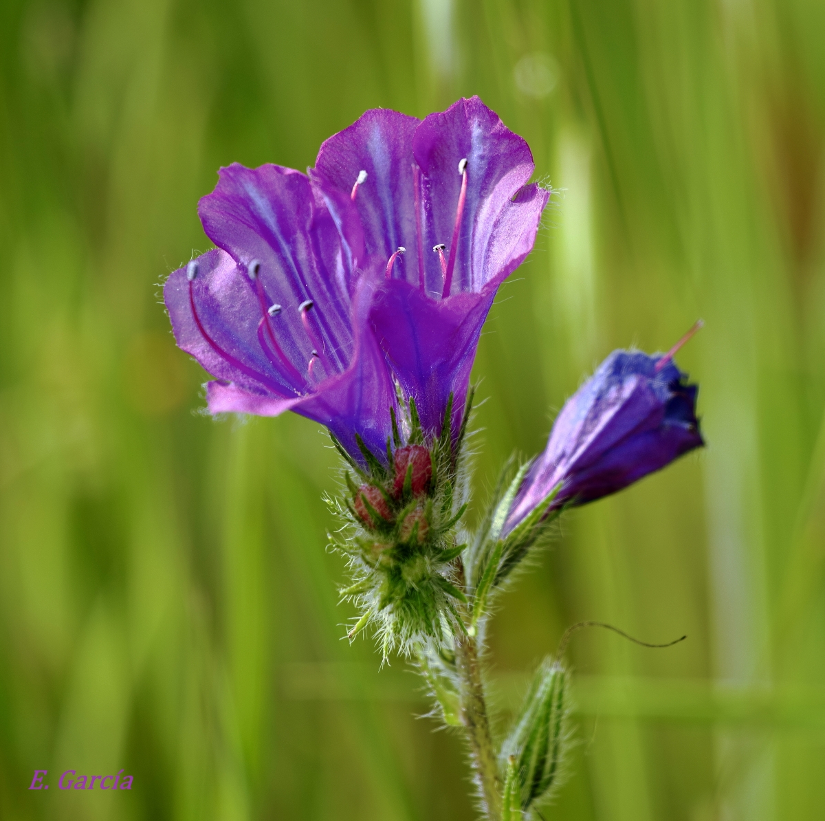 Argamula II (Echium plantagineum) 