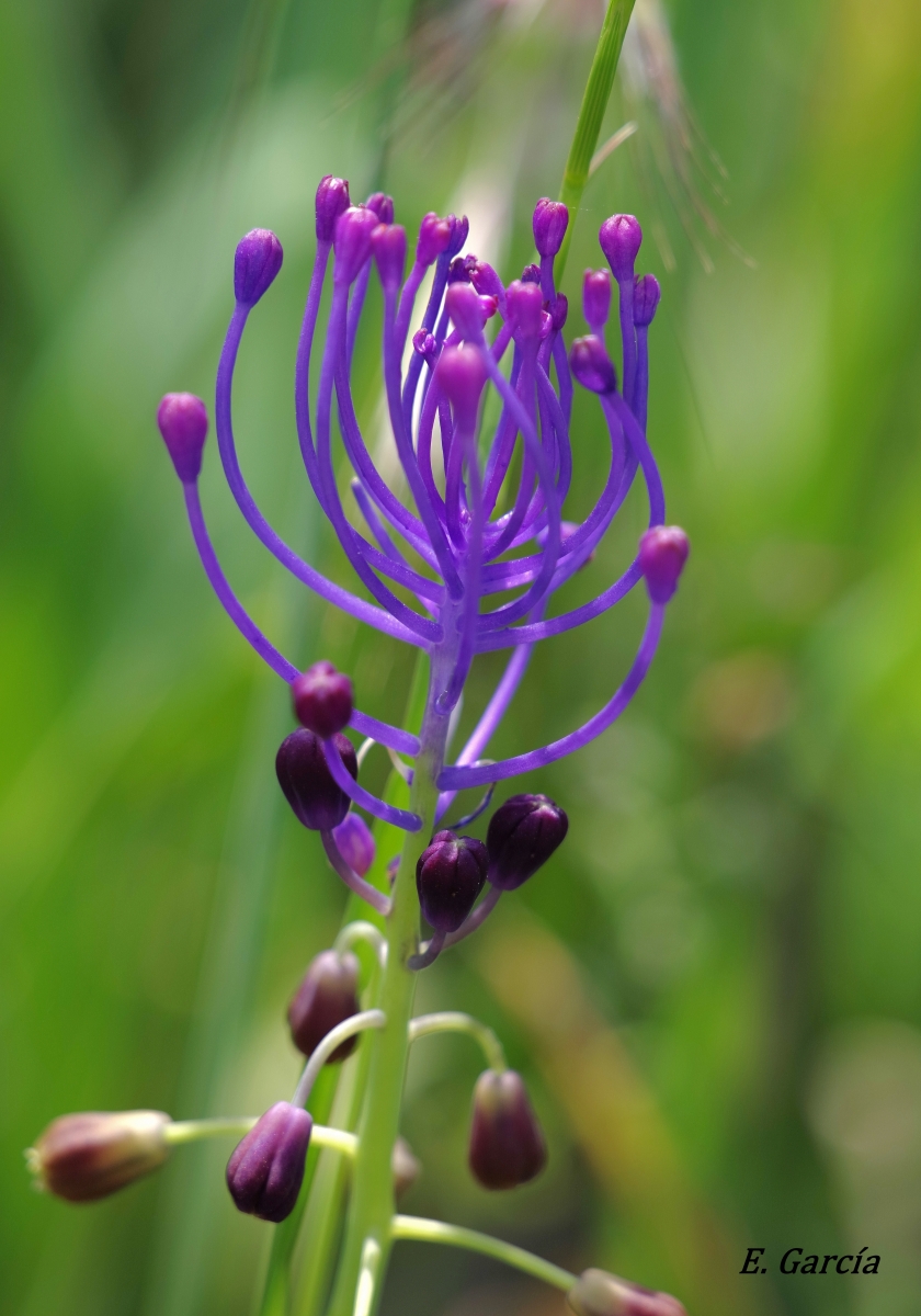  Nazareno (Muscari comosum)