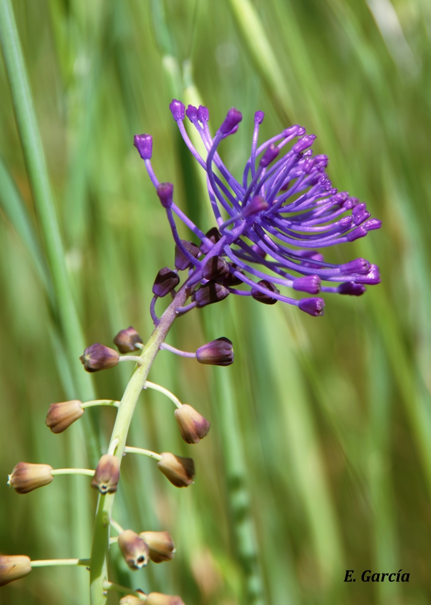  Nazareno (Muscari comosum) II