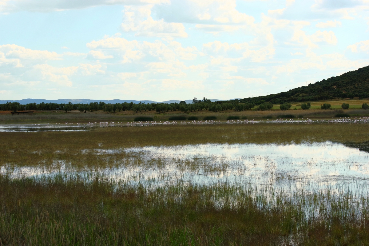 Paisaje Flamenco II