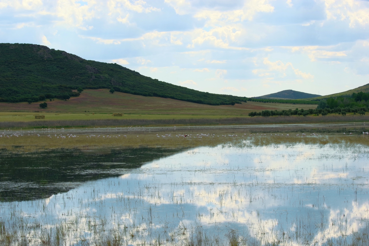 Paisaje Flamenco