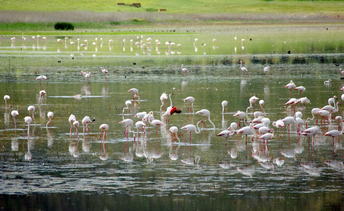 Paisaje Flamenco IV