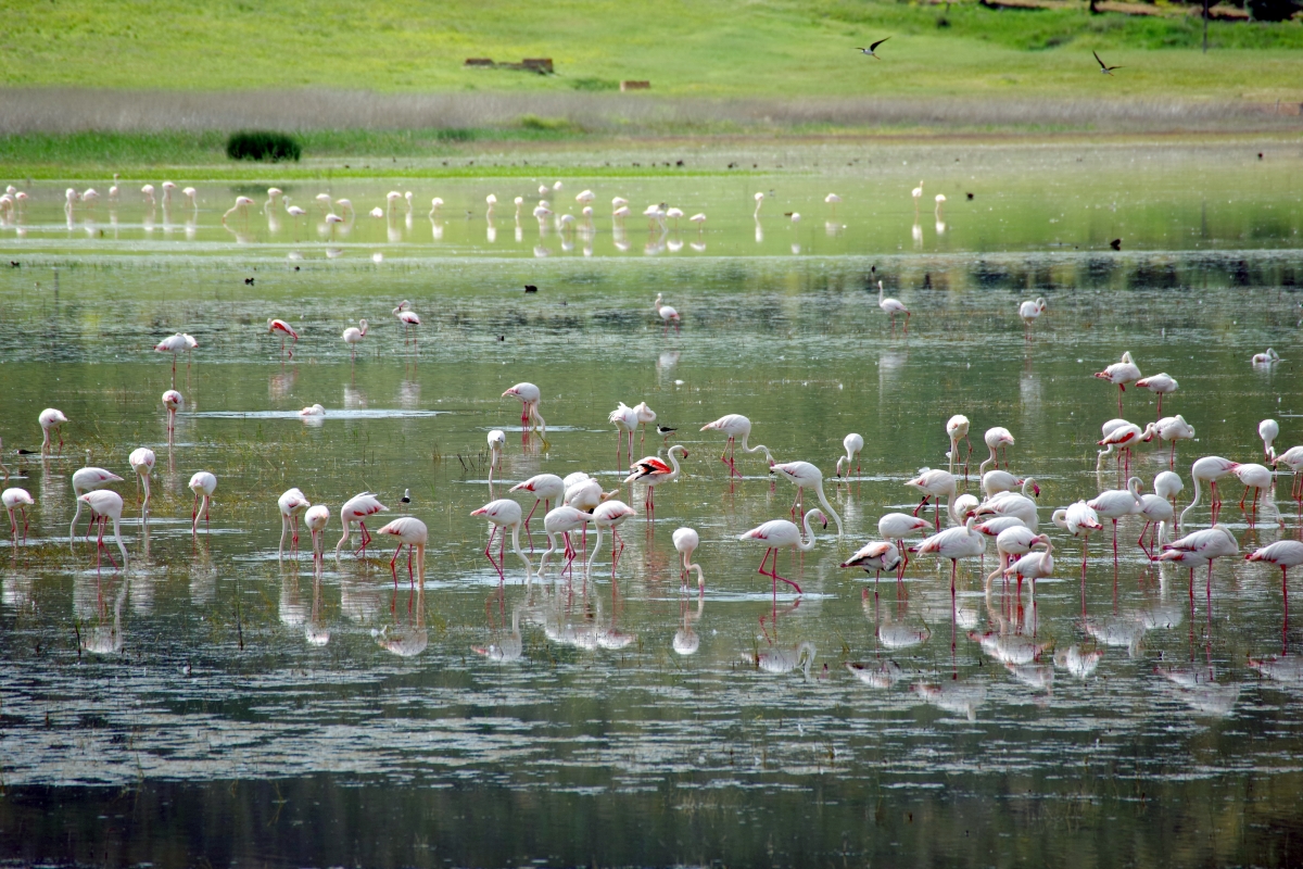 Paisaje Flamenco V