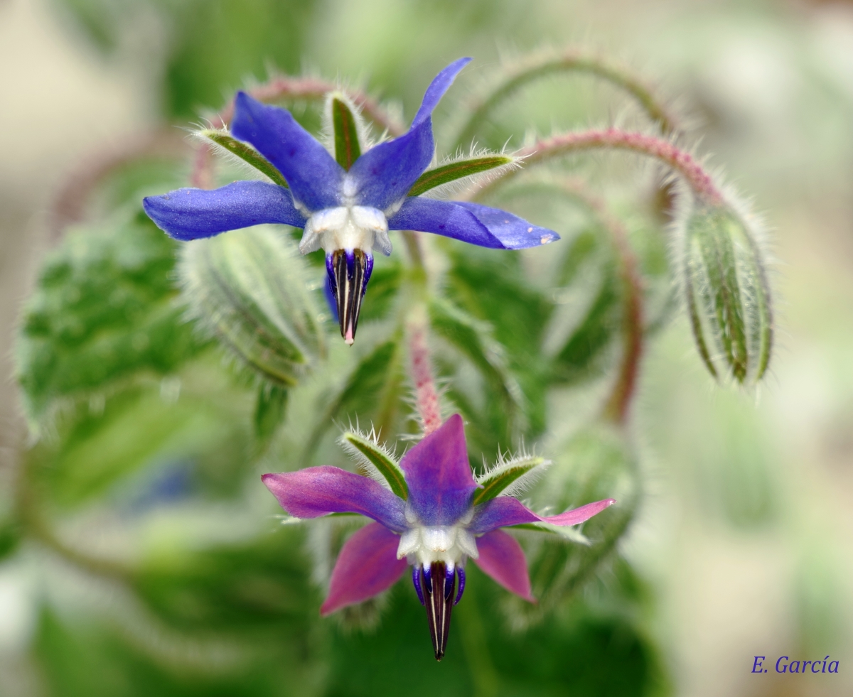 Borraja (Borago officinalis)