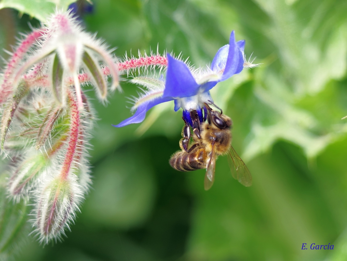 Borraja (Borago officinalis) (II)