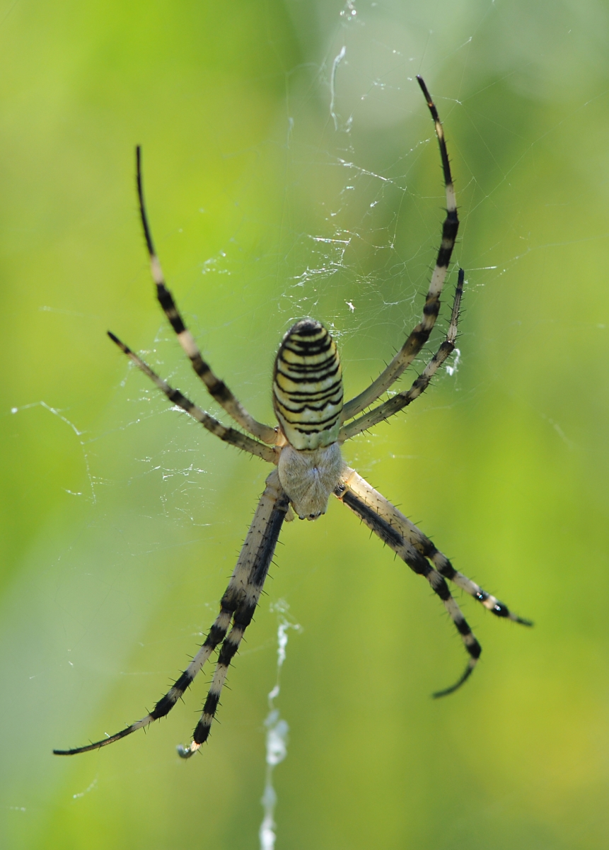 Aracnius- Argiope Lobata