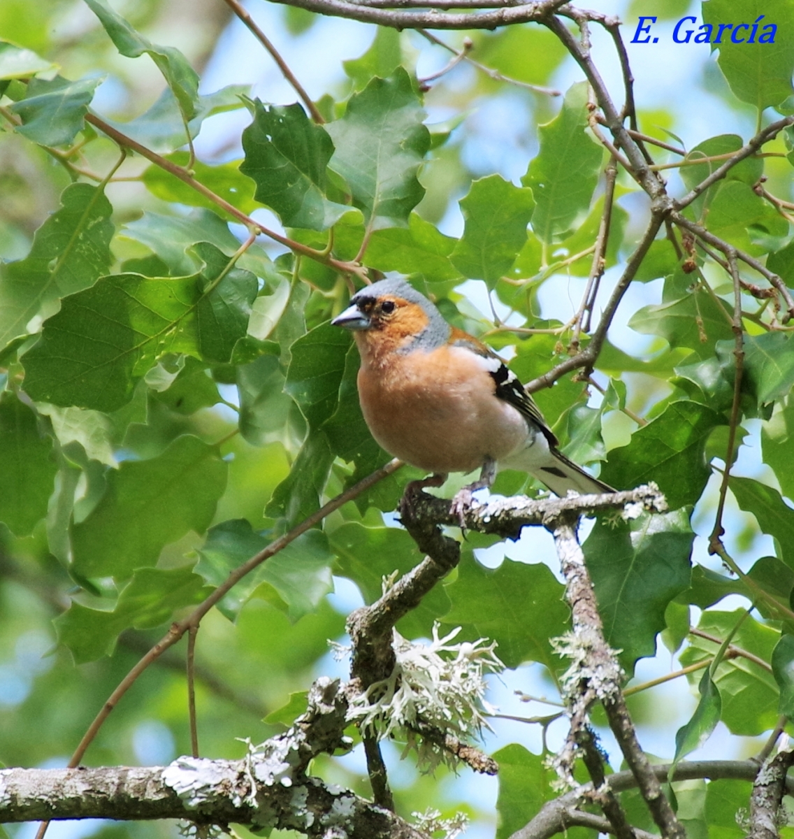  Pinzn vulgar (Fringilla coelebs)