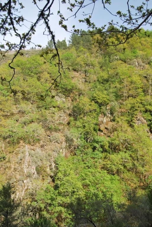 Pasarelas do Mao. Parada de Sil. Ribeira Sacra. fcmv