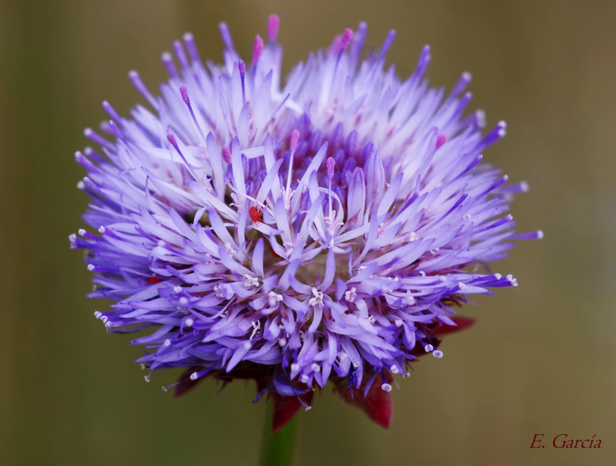 Globularia