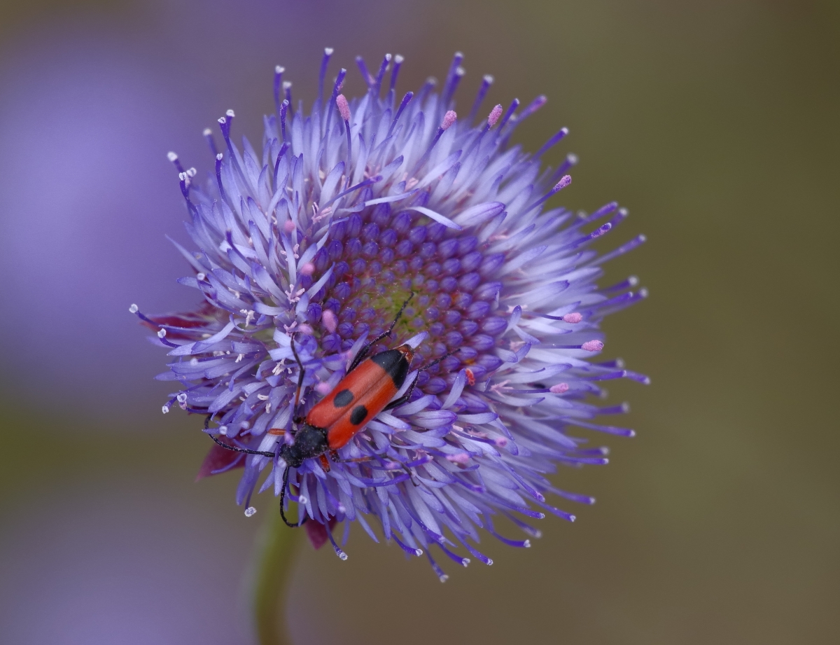 Globularia II