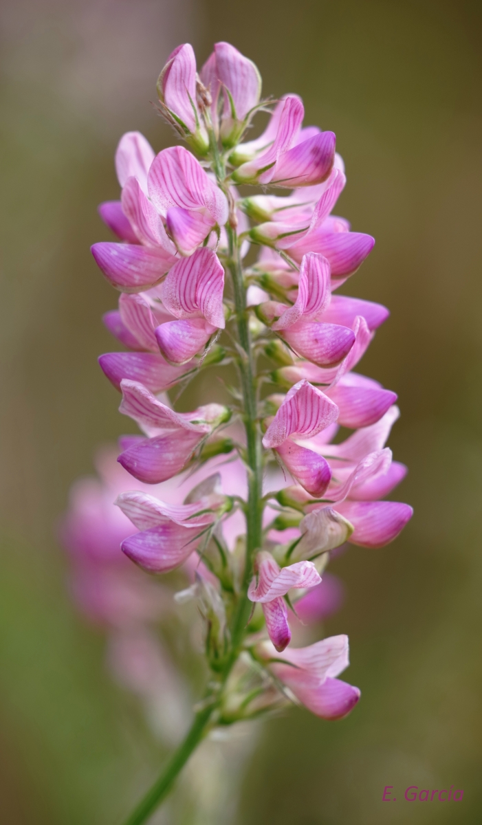 Esparceta silvestre (Onobrychis stenorhiza)