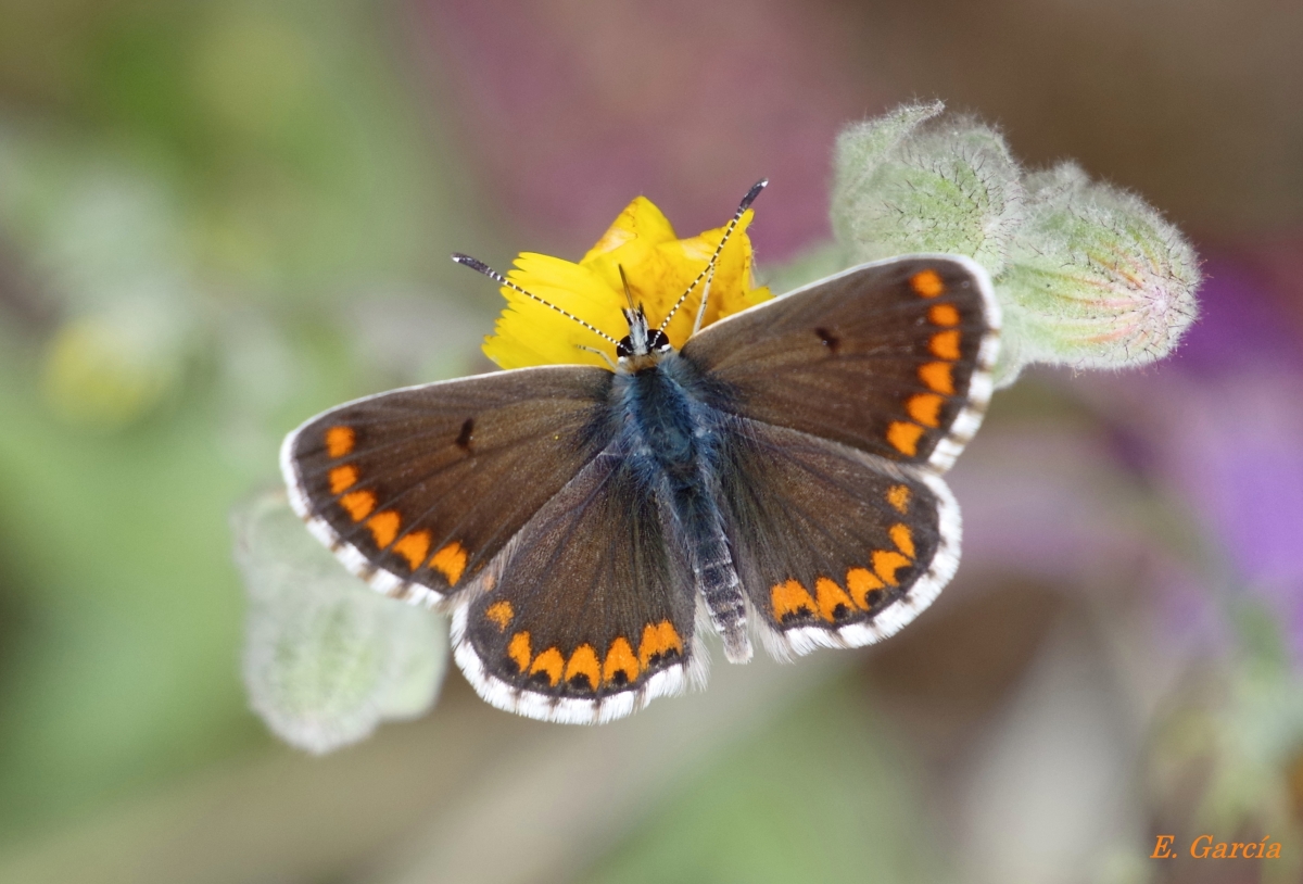 Mariposa Aricia cramera (morena)