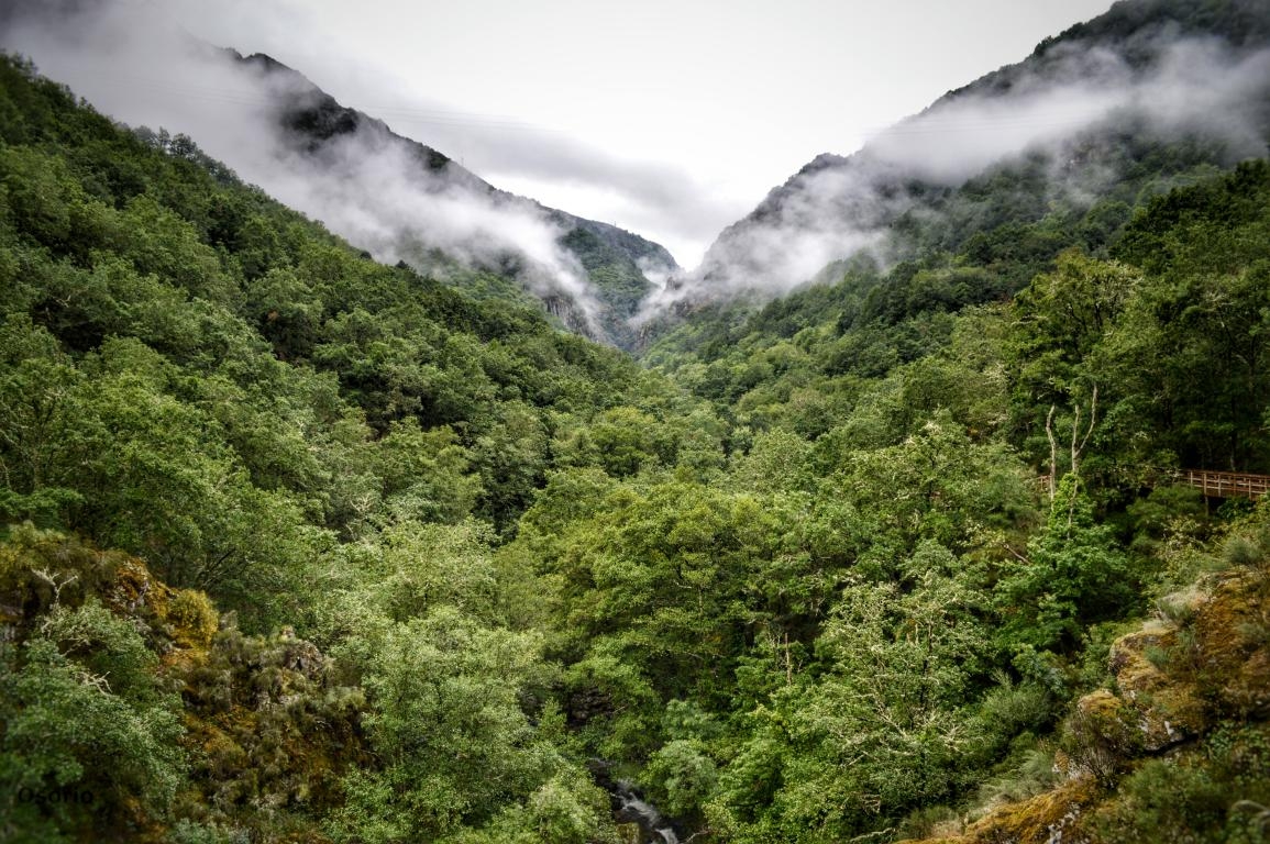 Cann do Mao. Parada de Sil. Ribeira Sacra. fcmv