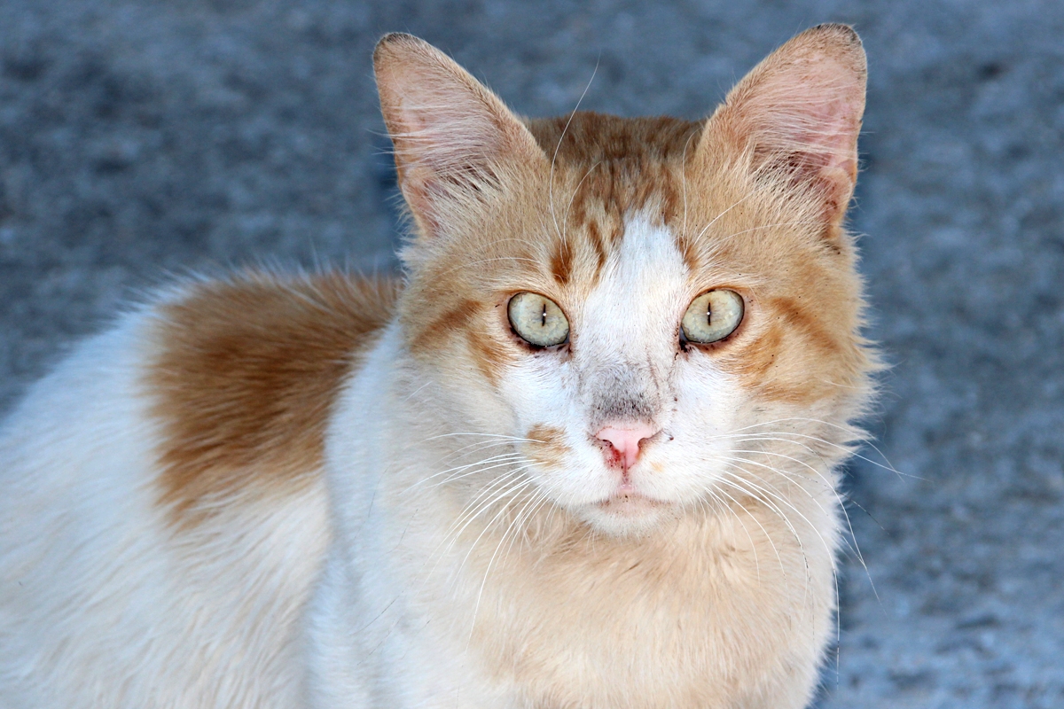 Gato griego pescador