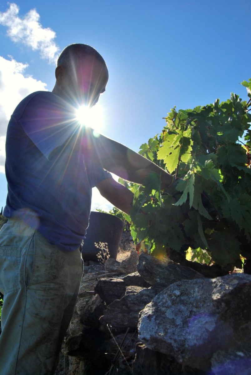 Ribeira Sacra: Vendima