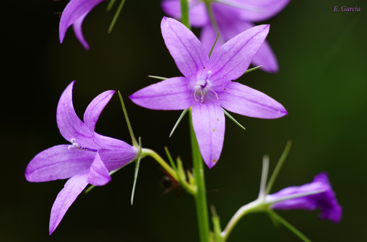 Campanilla