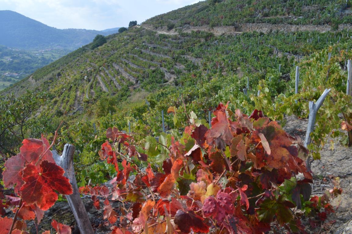 Ribeira Sacra: