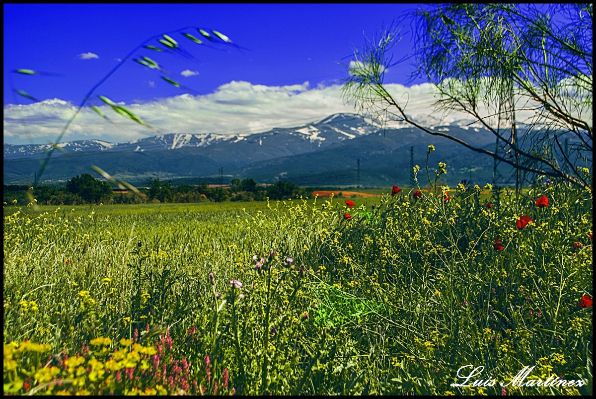 Sierra nevada