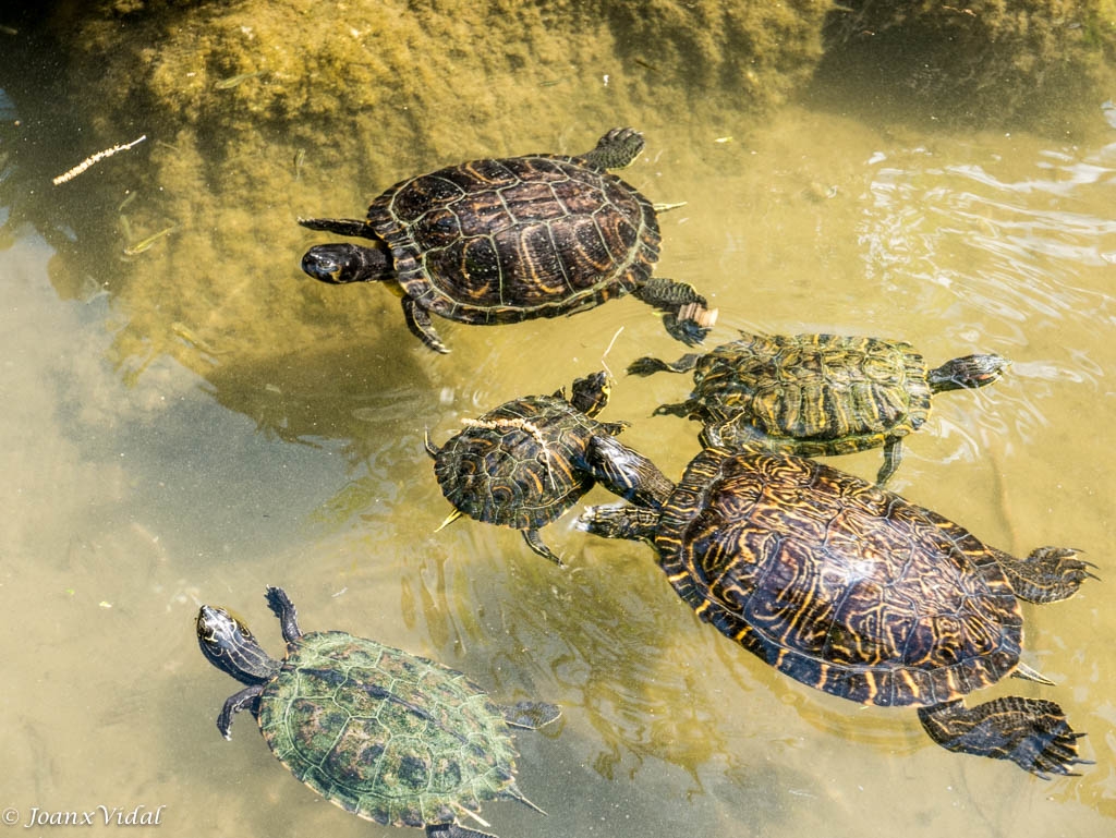 TORTUGAS EN EL ESTANQUE