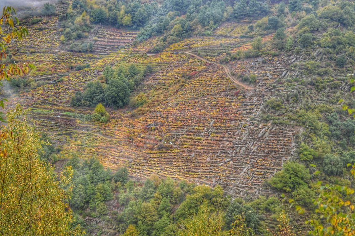 Ribeira Sacra: vendima
