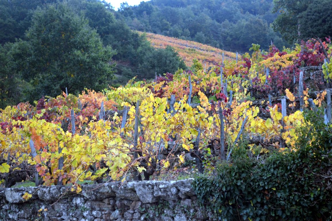 Ribeira Sacra: 