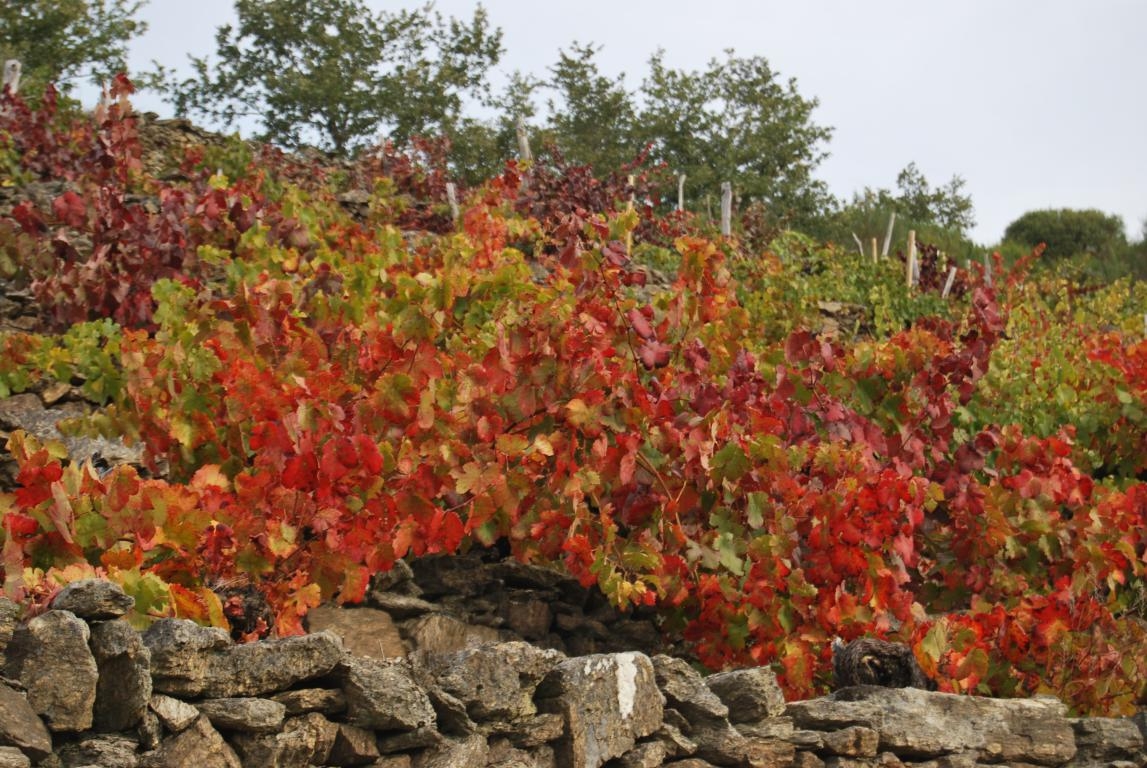 Ribeira Sacra: