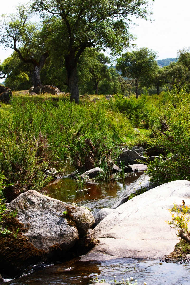 Arroyo de las Navas