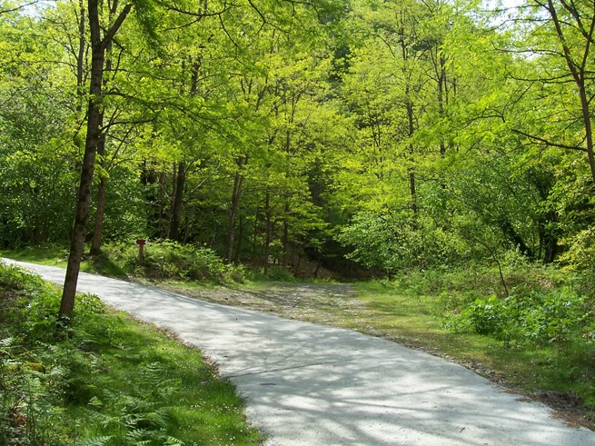 Camino forestal.