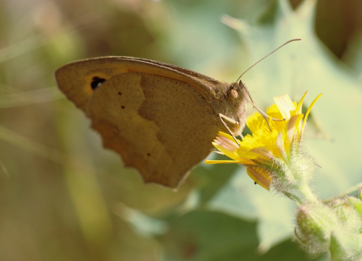 Mariposa desconocida