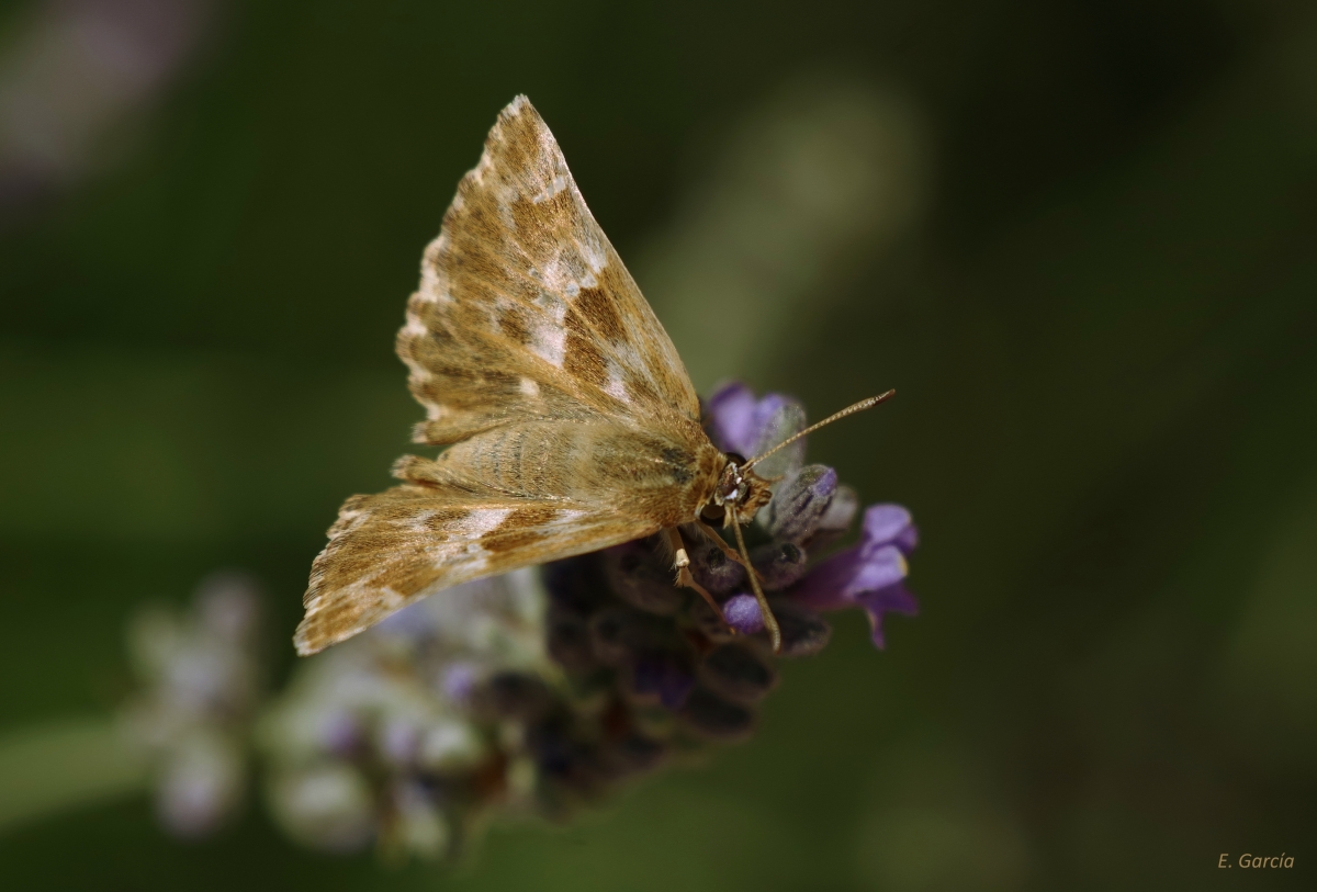 Mariposa (Carcharodus Baeticus)