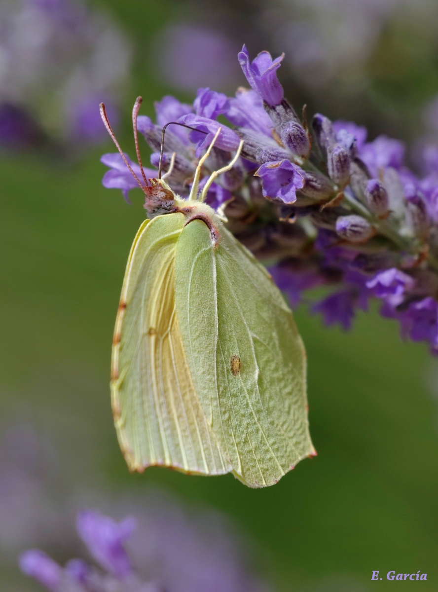 Mariposa Hoja