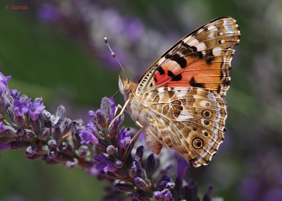 Mariposa desconocida III