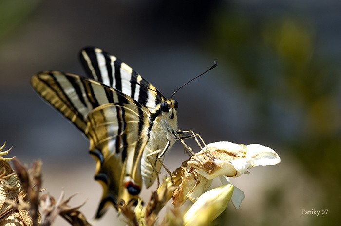 Perfil  y color de una mariposa