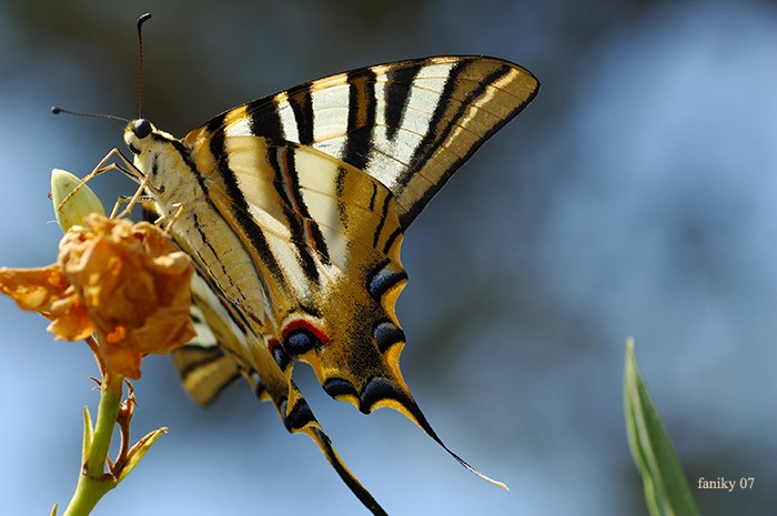 Perfil  y color de una mariposa I