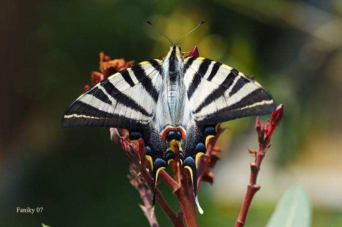 Perfil  y color de una mariposa II