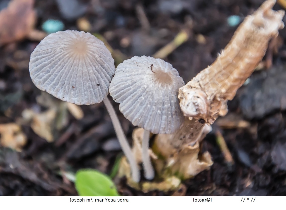 Bolets del compost